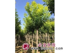 白蜡树图1