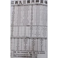 5-30公分香樟树 江西香樟基地 九江振兴苗木 大香樟基地