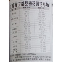 4-13公分罗汉松价格 罗汉松基地 江西苗木网 罗汉松造型树