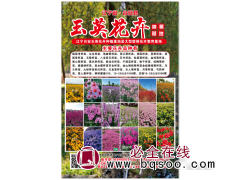 福禄考 福禄考杯苗批发 玉英花卉基地 耐寒福禄考花卉苗图1