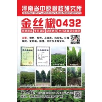 周口楸树基地 中原楸树研究所 专供金丝楸 楸树 梓树 楸树苗