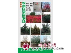 青岛雪松基地#李洪臣家庭农场#专供雪松#3-8米精品雪松树图1