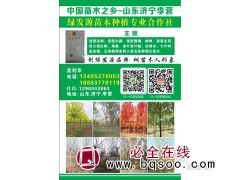 白蜡造型 白蜡之乡 济宁白蜡基地 绿发源 白蜡行道树供应图1