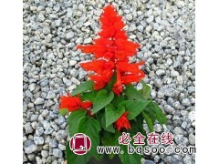 一串红杯苗 一串红基地 青州一串红批发 宁和花卉 专供串红苗图2