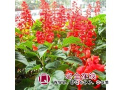 一串红杯苗 一串红基地 青州一串红批发 宁和花卉 专供串红苗图3