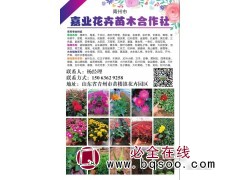 矮牵牛花苗 矮牵牛小苗 青州矮牵牛基地 嘉业花卉 矮牵牛钵苗图1