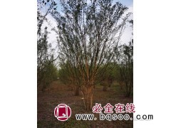 丛生国槐 精品大国槐 邳州国槐造型树 丛生国槐景观树 国槐图1