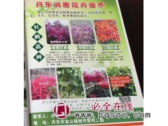 耐寒杜鹃系列 重瓣耐寒杜鹃苗 丹东杜鹃苗 润惠花卉苗木基地图1