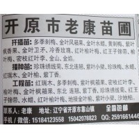 多季刺梅苗 刺梅扦插苗 老康苗圃 刺梅小苗 东北苗木网