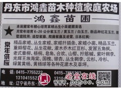 6-20公分紫玉兰 黄玉兰 白玉兰 丹东玉兰基地 宏鑫苗木图1