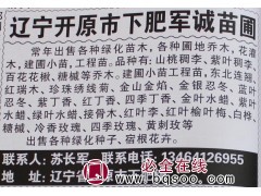 辽宁苗木网 山桃稠李苗 经营山桃稠李 军诚苗圃 稠李苗图1