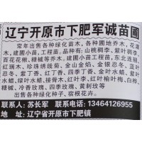 辽宁苗木网 山桃稠李苗 经营山桃稠李 军诚苗圃 稠李苗