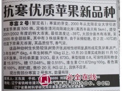 寒富2号苹果苗 寒富苹果苗 耐寒苹果苗 抗寒苹果 苹果新品种图1