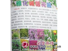 大量供应丛生福禄考 芝樱花苗 鞍山宿根花卉苗 诚信花圃图1