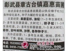 1-3年省油松苗 油松 东北苗木网 辽宁油松钵苗 嘉惠苗圃图1