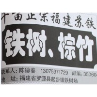 千亩苏铁基地 专供铁树、棕竹苗 铁树价格 福建铁树基地