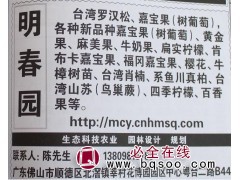 供应黄晶果袋苗 明春园 专供黄晶果苗 佛山黄晶果苗批发基地图1