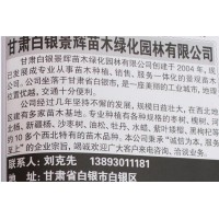 专供沙枣苗 枣树苗 沙枣苗 甘肃沙枣苗 景辉苗木 枣苗批发