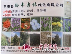 青海云杉基地 云杉小苗价格 青海云杉 裕丰园林 云杉苗图1