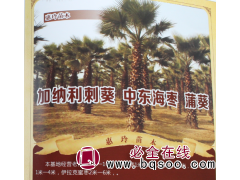 老人葵1米-10米 老人葵造型树 经营老人葵 惠玲苗木基地图1