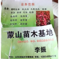 专供秋火焰彩叶豆梨 彩叶豆梨苗 彩叶豆梨基地 山东彩叶豆梨