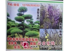 造型龙柏基地 龙柏大树造型价格 山东苗木网 龙柏大树图1