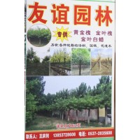 黄金槐价格表 金叶槐基地 金叶白蜡价格 友谊园林 山东苗木网