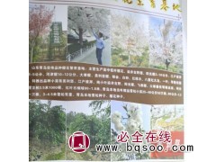 专供日本樱花3-12公分 日本樱花树 青岛樱花价格 染井樱花图1