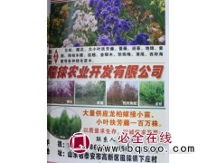 大量供应龙柏嫁接小苗、小叶扶芳藤一百万株 隆徕农业图1