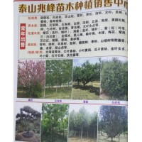 山东樱花树基地 兆丰苗木 泰山苗木网 樱花基地 樱花照片