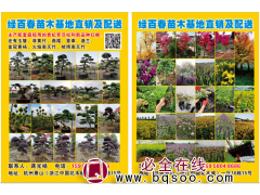 精品罗汉松 杭州贵妃罗汉松 罗汉松造型树 浙江绿百春苗木图1