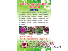 千亩牡丹园 专供牡丹苗 牡丹盆景 菏泽牡丹 星创农业 牡丹苗图1