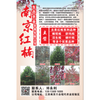 供应多种规格泽生栎、娜塔栎、舒马栎、柳叶栎品种 南京红栎