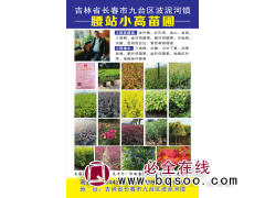 金山绣线菊苗 金焰绣线菊苗 绣线菊容器苗批发 绣线菊工程苗图1