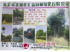 樱花树基地 山东苗木网 樱花实景 汇赢樱花 绿化工程樱花树图1
