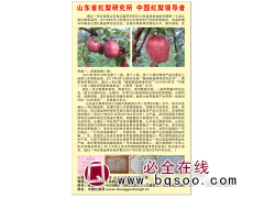 中国红梨苗 奥红一号红梨苗 山东红梨研究所 红梨小苗批发图1