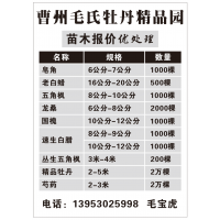 6-7公分皂角树1000棵处理 皂角基地 菏泽皂角树 毛氏