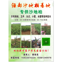 出售30-50营养杯沙地柏苗 专供沙地柏 绿景苗圃 沙地柏