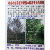 山东苗木网 山东红玉兰基地 红玉兰价格 绿野苗木 红玉兰价格