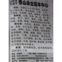 5-6号吉塞拉扦插苗 吉塞拉樱桃苗 山东大樱桃苗 永业苗木