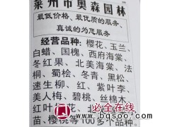 专供樱花 精品樱花树 烟台樱花基地 奥森园林 樱花价格表图1