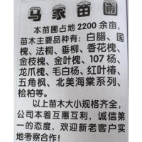 107杨大量供应 山东苗木网 淄博107杨价格 杨树苗 马家