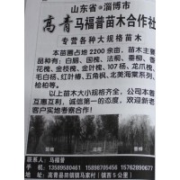 淄博白蜡树 白蜡价格表 山东苗木网 各种白蜡树 马福普苗木