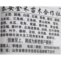 红枫 青枫苗 山东苗木网 金禾苗木 红枫树 红枫小苗批发