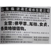 大量供应佛甲草苗 造景佛甲草小苗供应 新艺园林 山东苗木网