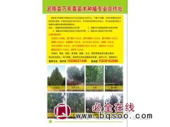 2-6米白皮松 焦作白皮松基地 白皮松价格 优白皮松 万年春图1