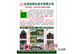 常年供应1-7米白皮松工程苗 白皮松占地苗 580亩白皮松图1