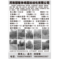 大量出售1-2年盆栽丰华月季 藤本月季 大花月季 地被月季
