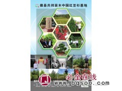2021年红豆杉价格表 甘肃红豆杉 共邦苗木 红豆杉精品树图1