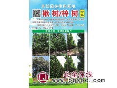 王艳 景创园林楸树基地 周口楸树 周口梓树 2021楸树价格图1